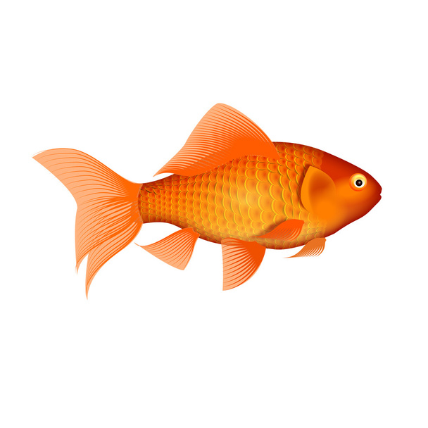 Gold fish - Photo, Image