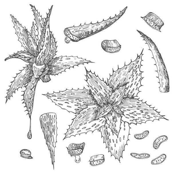 Set von Aloe Vera handgezeichneten Mustern mit Leben und Blume in schwarzer Farbe isoliert auf weißem Hintergrund. Botanische Skizzenzeichnung, Vektorillustration. - Vektor, Bild
