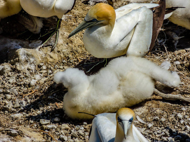Sümsük kuşları çiftleşme mevsiminde bir araya gelir. Murawai Sahili, Auckland, Yeni Zelanda - Fotoğraf, Görsel