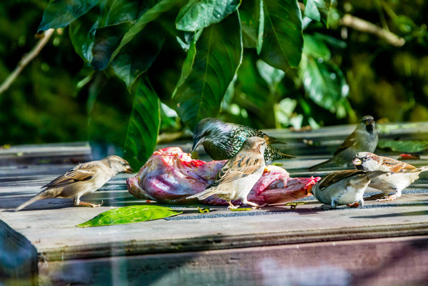 Gewone huispijlen verzamelen zich rond een feeder. auckland Zoo, auckland, Nieuw-Zeeland - Foto, afbeelding