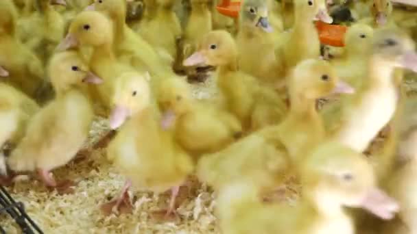 Manada de patos recién nacidos en la granja, cría de aves de corral, producción de carne natural
 - Metraje, vídeo