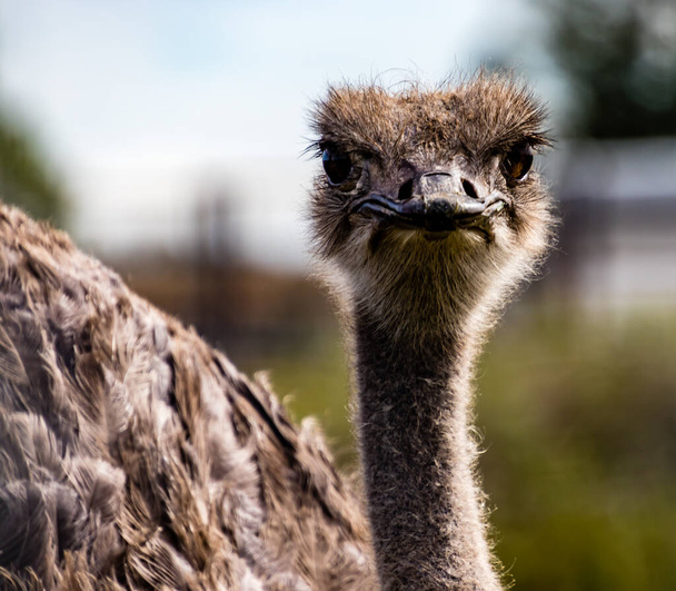 Ostrich keeps a waery eye out.. Wildlife Discovery Park, Innisfil, Alberta - Photo, Image