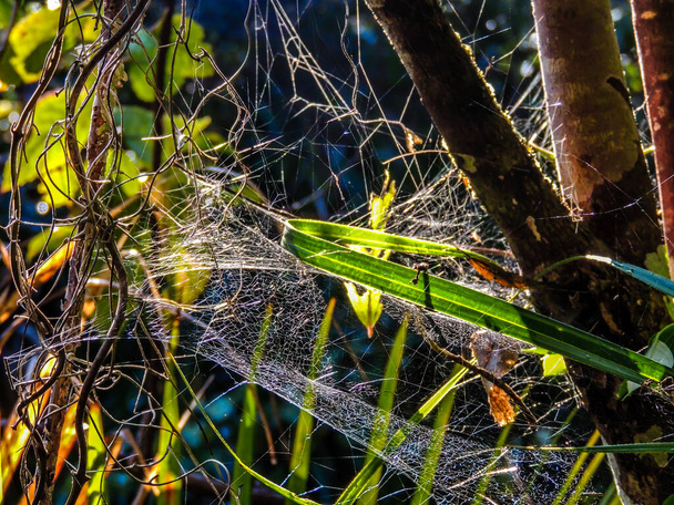 Spinnenwebben tussen de bomen. Waitikarie bossen. Nieuw-Zeeland - Foto, afbeelding