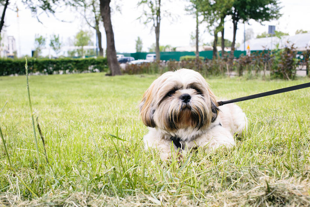 Bella shih tzu cane con guinzaglio sdraiato sull'erba fuori il giorno d'estate. faccia piena
 - Foto, immagini