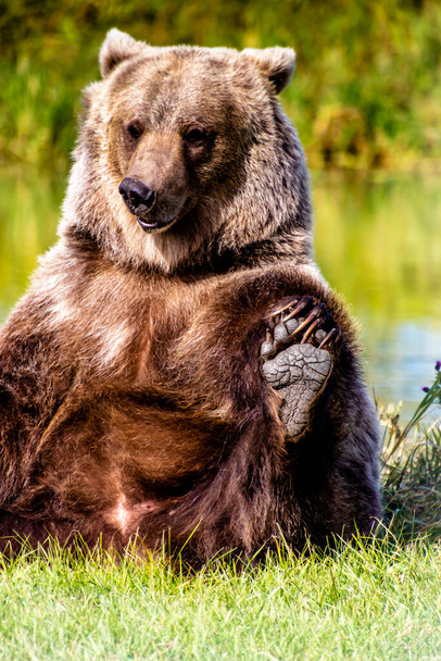 Urso Grizzly brincando com os pés. Discovery Wildlife Park, Innisfill, Alberta, Canadá
 - Foto, Imagem