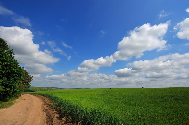 zelené pole a modrá obloha se světlými mraky - Fotografie, Obrázek