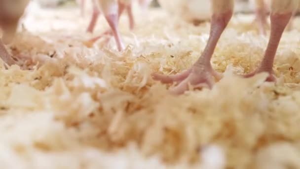 Łapy stad kurcząt spacerujących po trocinach w fermie drobiu, trzymających surowe - Materiał filmowy, wideo