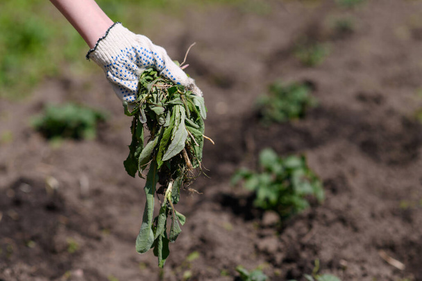 Onkruid en gras in de handen van een boer na het werken in de tuin. - Foto, afbeelding