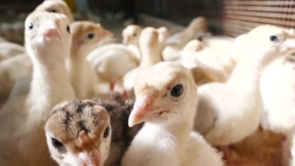 Pequeños pavos acuden a granjas avícolas, cría, cría de aves para la producción de carne
 - Metraje, vídeo