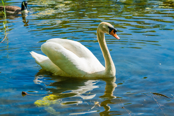 White (mute) swan (Cygnus olor) on a pond - Фото, изображение