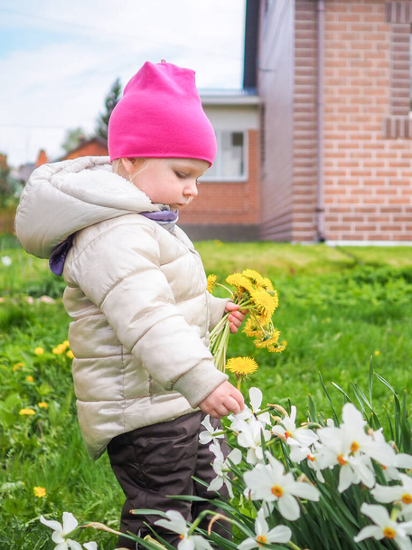 Little baby girl in a warm jacket and a pink hat collects yellow dandelions. Happy childhood. A girl collects a bouquet of dandelions for a wreath in a meadow among lush green grass. - Фото, изображение