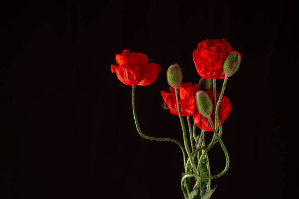  Composition of flowering red decorative poppies and undiscovered green buds on a black background in the studio. Poster, banner, card - Photo, image