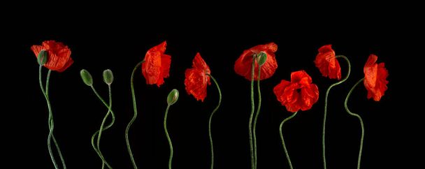 Composition of flowering red garden poppies with bent stalks and undiscovered green buds on a black background. Poster, banner, card - Photo, Image
