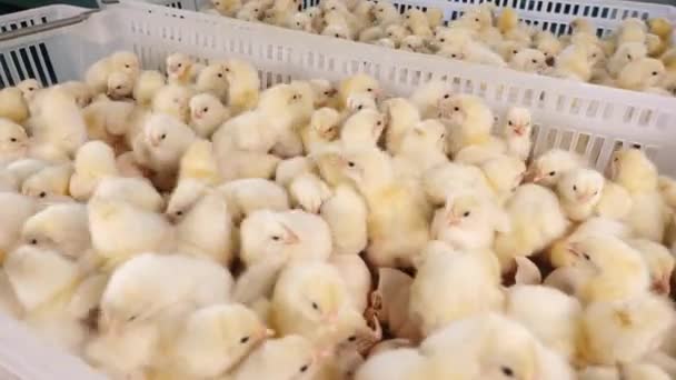 Pollos recién nacidos en contenedores en granjas avícolas, crianza de la producción de carne
 - Metraje, vídeo
