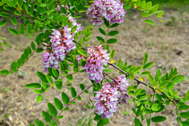 Beautiful vibrant purple colors of acacia blossom in the spring botanical garden. Sunny spring day. - Photo, Image