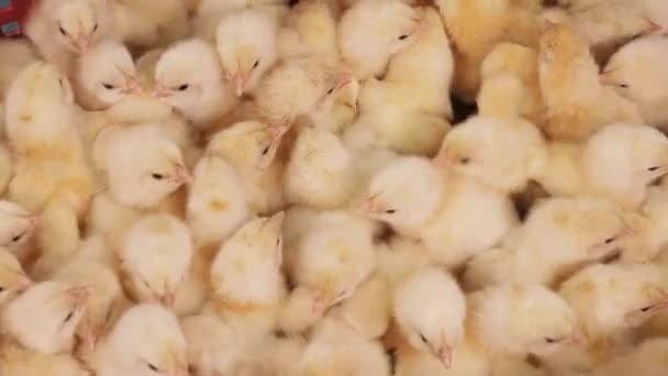 Multitud de pollitos que se mueven en el contenedor de la incubadora, cría de aves de corral
 - Metraje, vídeo