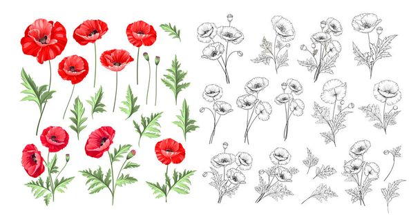 Hand drawn style set of white poppy, botanical illustration of flowers isolated on a white background. White poppies collection. - Vector, Image
