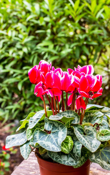 cyclamen persicum in a pot,The background is a green tree. - Photo, Image