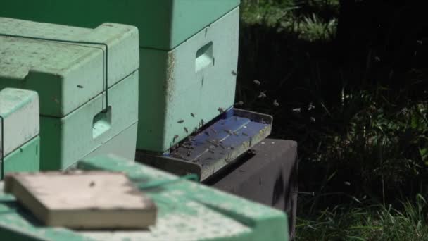 many bees fly excitedly into the beehive of a beekeeper - Metraje, vídeo
