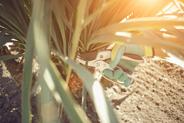 Käsi tuntematon ihmisen värikäs käsine leikkaa vihreä yucca tai pieni palmu karsimalla sakset aurinkoinen puutarha. Maisemointi takapihalla. Sulje se. - Valokuva, kuva