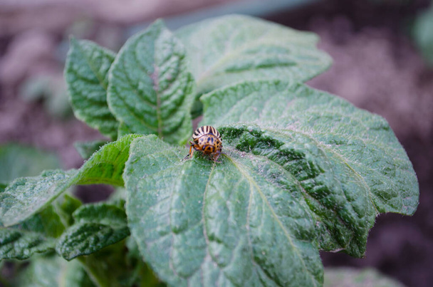 Macro Φωτογραφία του Beetle Colorado Beetle. Η υφή των ριγέ σκαθαριών του Κολοράντο κάθεται στα φύλλα μιας πατάτας. Μπορεί η φωτογραφία ενός επιβλαβούς εντόμου. - Φωτογραφία, εικόνα
