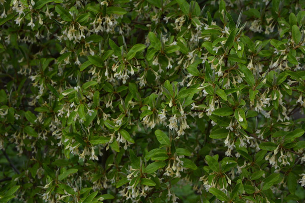 Puha makró fókusz finom kis virágok Elaeagnus umbellata. Ennek a virágzó növénynek a tavaszi csodája. Szelektív fókusz. A tervezés természetvédelmi koncepciója - Fotó, kép