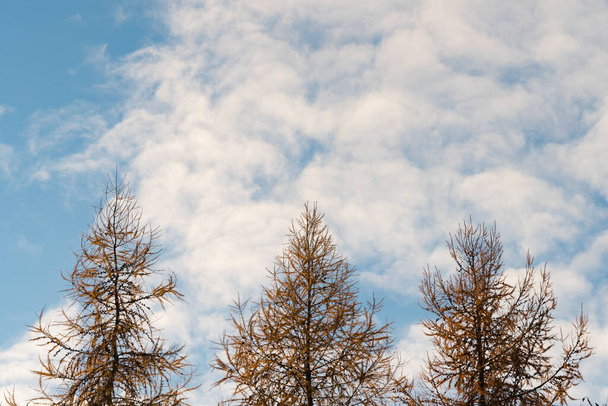 Larch trees against winter blue sunset sky. Nuages moelleux. Paysage rural
. - Photo, image