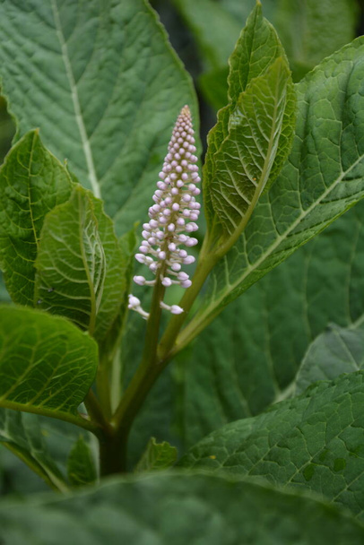 Phytolacca americana or american pokeweed or simply pokeweed plant - Photo, Image
