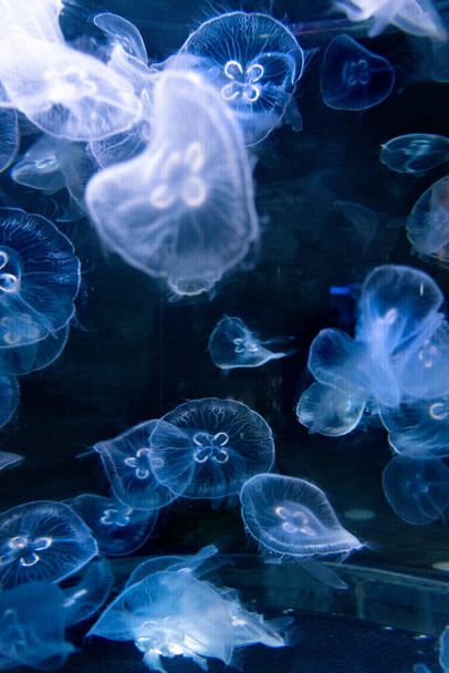 O aquário colorido cheio de muitas medusas no parque aquático
 - Foto, Imagem