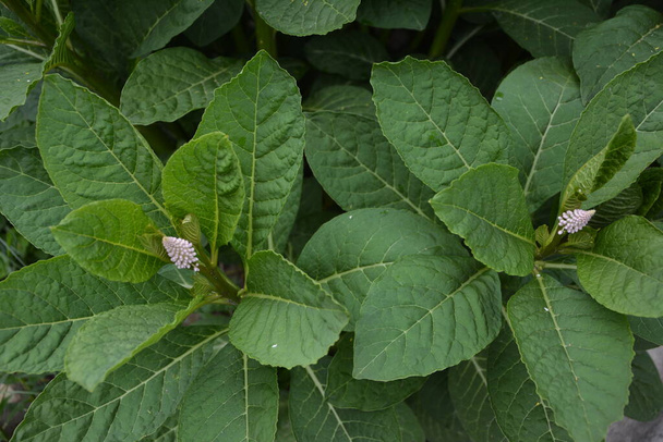 Phytolacca americana tai amerikkalainen pokeweed tai yksinkertaisesti pokeweed kasvi - Valokuva, kuva