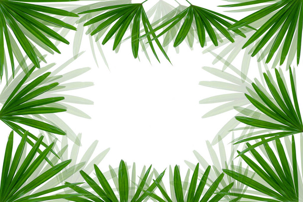 zöld hölgy pálma levél közel a felszínhez elszigetelt fehér háttér - Fotó, kép