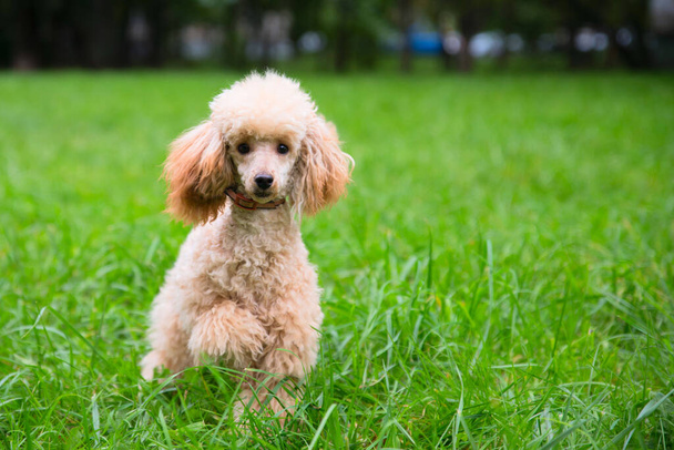 the poodle is walking on the green grass. Home pets in nature. - Photo, Image
