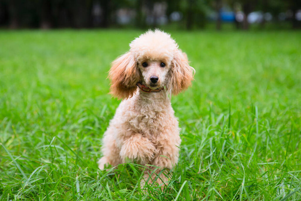 the poodle is walking on the green grass. Home pets in nature. - Photo, Image
