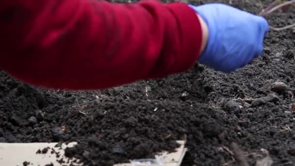 Close up hand farmer grows a young plant seedlings in the soil in spring. Gardening and farming Concept - Video, Çekim