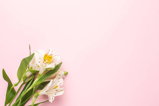White flower Alstroemeria on a pink background with copyspace top view - Φωτογραφία, εικόνα