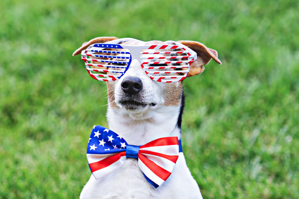 Proud dog in stars and stripes sunglasses with American flag - Photo, Image