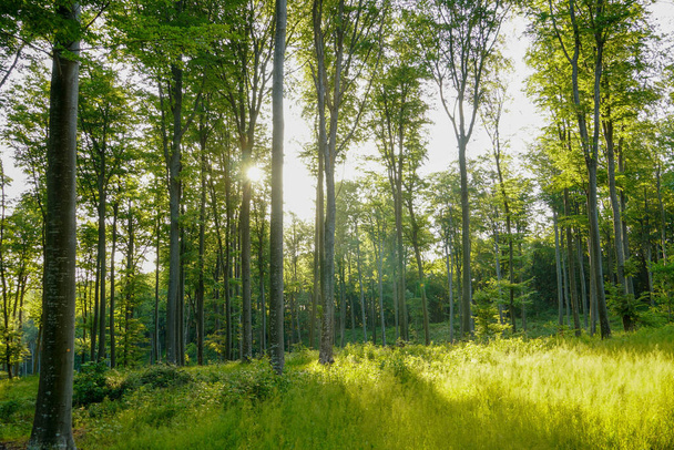 Μια εικόνα του Δάσους το πρωί με ηλιαχτίδες - Φωτογραφία, εικόνα