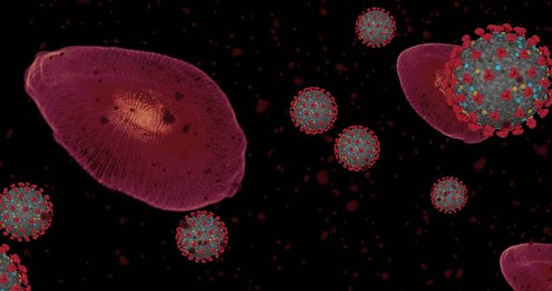 Magas koncentráció Coronavirus betegség Covid-19. Vírusok és vörösvérsejtek animációs csoportja záródik be a mikroszkóp alatt. 3D renderelés 3D illusztráció - Fotó, kép