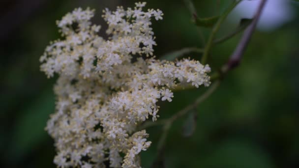 Elder Flower in slight breeze (Sambucus nigra) - Séquence, vidéo