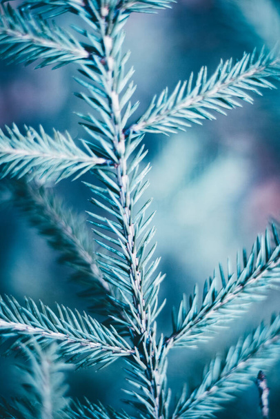 Árvore de abeto de Natal fundo azul com espaço de cópia. Textura de ramos de árvore de abeto. Ano Novo Fundo
. - Foto, Imagem