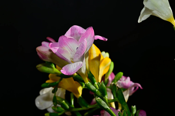 bouquet of beautiful flowers on dark background, summer concept, close view   - 写真・画像