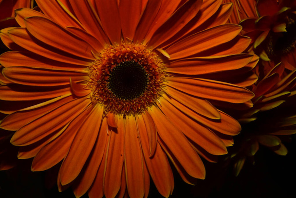 gerber flowers on blurred background - Zdjęcie, obraz