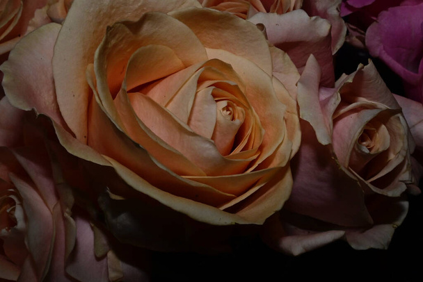 kytice krásných růží na rozmazaném pozadí, zblízka  - Fotografie, Obrázek