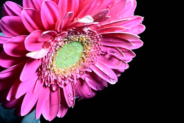 gerber kukka mustalla taustalla - Valokuva, kuva