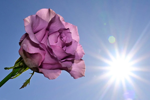 красивый цветок розы на фоне неба, летняя концепция, близкий вид   - Фото, изображение