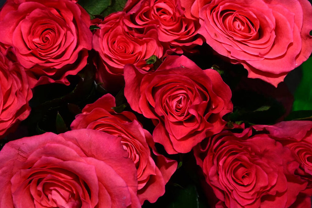 όμορφα τριαντάφυλλα σε σκούρο φόντο, καλοκαιρινό concept, κοντινή θέα   - Φωτογραφία, εικόνα
