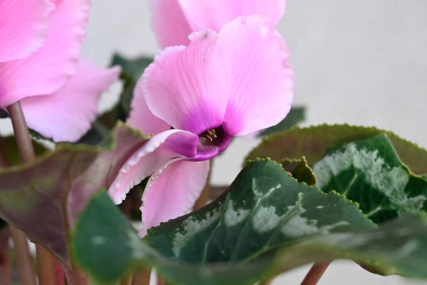 beautiful cyclamen flowers on blurred background, summer concept, close view   - Photo, Image