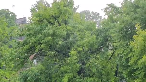 První letní den silně pršelo. Stromy se chvějí v silném větru. Zvuk hromu a blesků se třpytí. Studené počasí. - Záběry, video