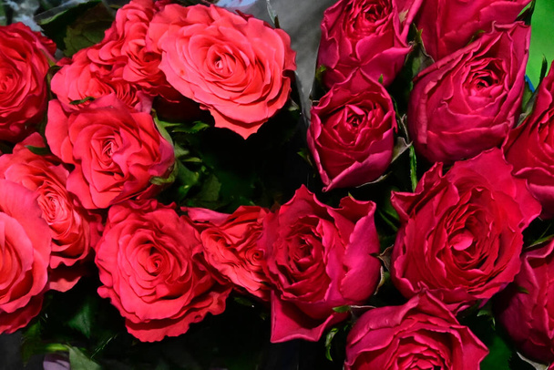 rosas bonitas no fundo escuro, conceito de verão, vista próxima   - Foto, Imagem