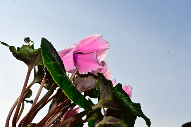 Bulanık arka planda güzel siklamen çiçekleri, yaz konsepti, yakın görüş   - Fotoğraf, Görsel